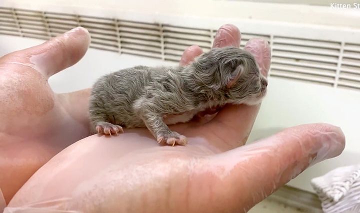 生まれたばかりの子猫