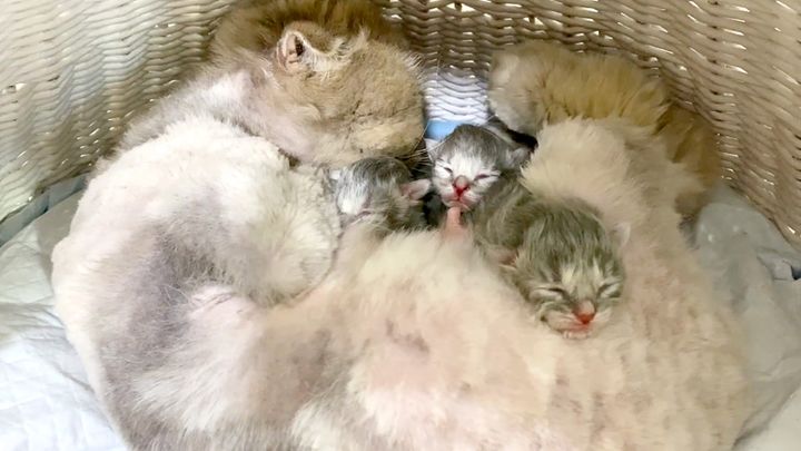生まれたばかりの子猫達