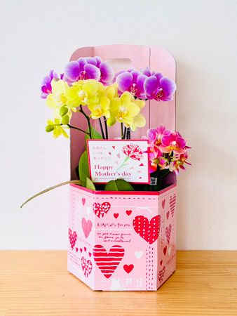 【埼玉県さいたま市】母の日に特別な花ギフトを！大宮駅ナカに胡蝶蘭専門店「らんや」の限定ショップ登場