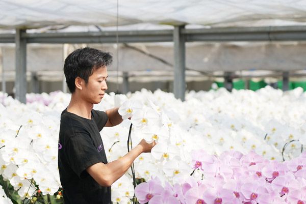 【埼玉県さいたま市】母の日に特別な花ギフトを！大宮駅ナカに胡蝶蘭専門店「らんや」の限定ショップ登場