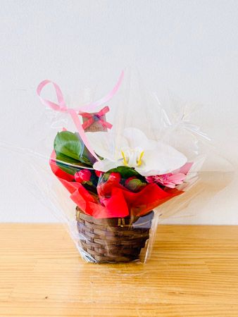 【埼玉県さいたま市】母の日に特別な花ギフトを！大宮駅ナカに胡蝶蘭専門店「らんや」の限定ショップ登場