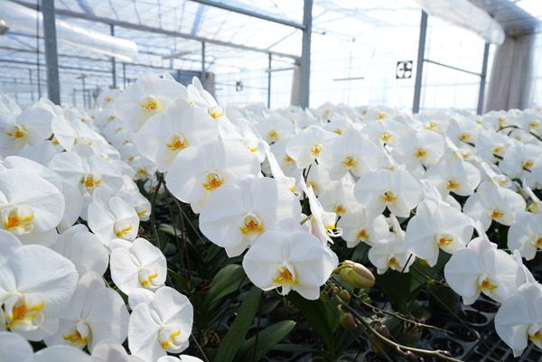 【埼玉県さいたま市】母の日に特別な花ギフトを！大宮駅ナカに胡蝶蘭専門店「らんや」の限定ショップ登場