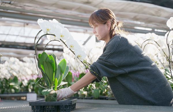 【埼玉県さいたま市】母の日に特別な花ギフトを！大宮駅ナカに胡蝶蘭専門店「らんや」の限定ショップ登場