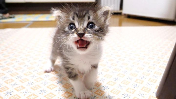 ミルクの匂いに気づいた子猫