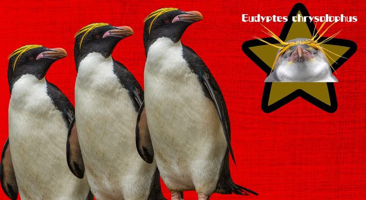 全てをペンギンに