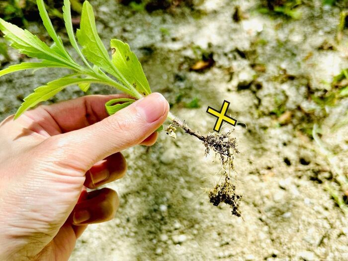 草むしりは「梅雨前」にやるのが正解！？極力ラクに雑草を駆除する方法。今こそチャンスのタイミングですよ♪