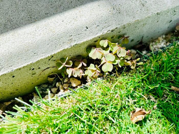 草むしりは「梅雨前」にやるのが正解！？極力ラクに雑草を駆除する方法。今こそチャンスのタイミングですよ♪