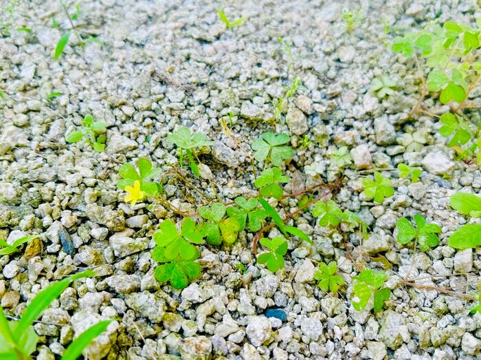 草むしりは「梅雨前」にやるのが正解！？極力ラクに雑草を駆除する方法。今こそチャンスのタイミングですよ♪