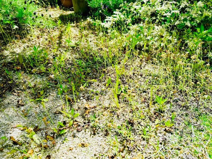 草むしりは「梅雨前」にやるのが正解！？極力ラクに雑草を駆除する方法。今こそチャンスのタイミングですよ♪
