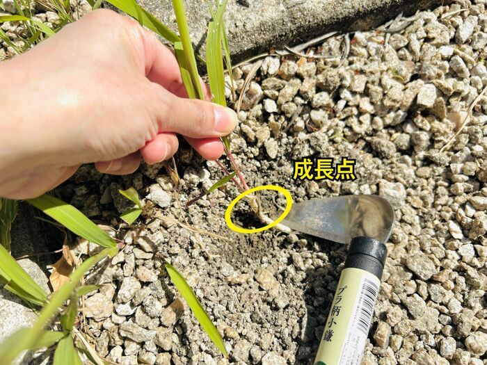 草むしりは「梅雨前」にやるのが正解！？極力ラクに雑草を駆除する方法。今こそチャンスのタイミングですよ♪