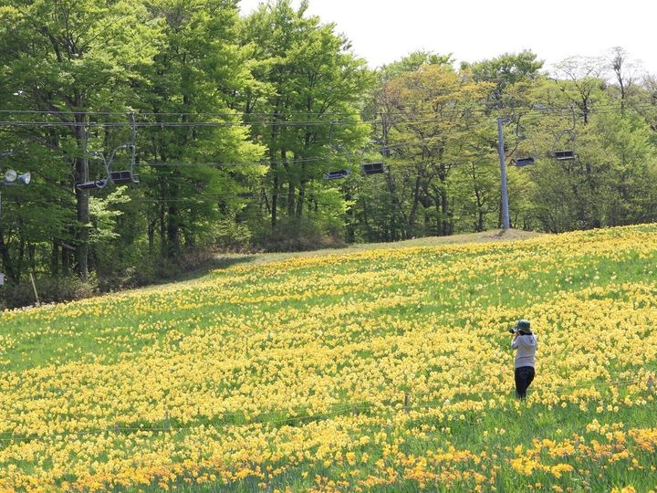 All About ニュース編集部が全国250人を対象に実施した「ゴールデンウイークに行きたい花畑」に関するアンケートの調査結果から、東北地方の「ゴールデンウイークに行きたい花畑」ランキングを発表！ 2位「みやぎ蔵王えぼしリゾート」を抑えた1位は？