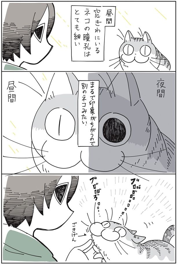 別のネコみたい （C）キュルZ／KADOKAWA