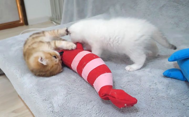 ぬいぐるみを取り合う子猫達