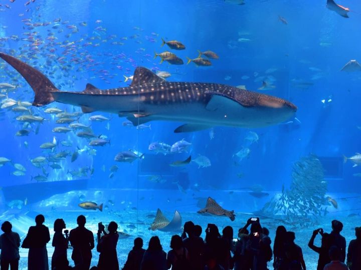 All About ニュース編集部が全国256人を対象に実施した「旅行先に関するアンケート」の調査結果から、【40代限定】春に行きたいと思う「沖縄県の旅行先」ランキングを発表！ 2位「沖縄美ら海水族館」を抑えた1位は？