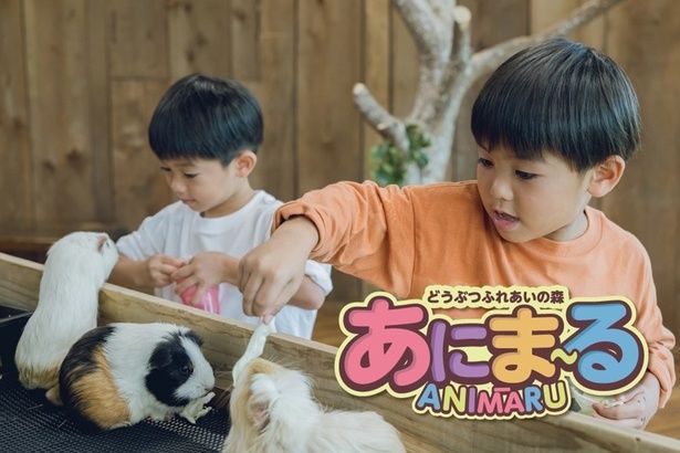 「動物ふれあいの森 あにま～る」では動物たちと直接ふれあえる
