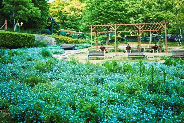 【兵庫県神戸市】「神⼾布引ハーブ園／ロープウェイ」のネモフィラが見ごろ！一面に淡いブルーが広がる