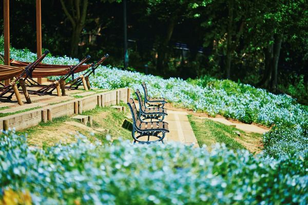 【兵庫県神戸市】「神⼾布引ハーブ園／ロープウェイ」のネモフィラが見ごろ！一面に淡いブルーが広がる
