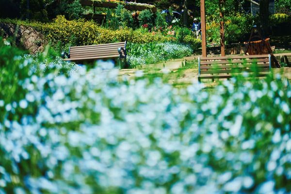 【兵庫県神戸市】「神⼾布引ハーブ園／ロープウェイ」のネモフィラが見ごろ！一面に淡いブルーが広がる