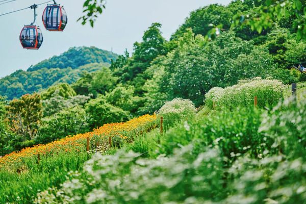 【兵庫県神戸市】「神⼾布引ハーブ園／ロープウェイ」のネモフィラが見ごろ！一面に淡いブルーが広がる