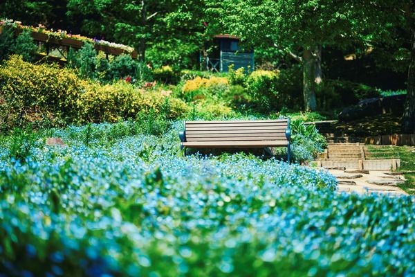 【兵庫県神戸市】「神⼾布引ハーブ園／ロープウェイ」のネモフィラが見ごろ！一面に淡いブルーが広がる