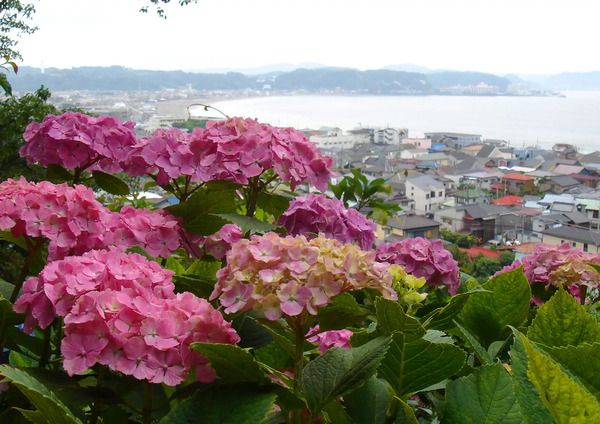 【神奈川県鎌倉市】鎌倉長谷寺のあじさい鑑賞を快適に楽しめる「あじさい券」をチェック！ネット予約も