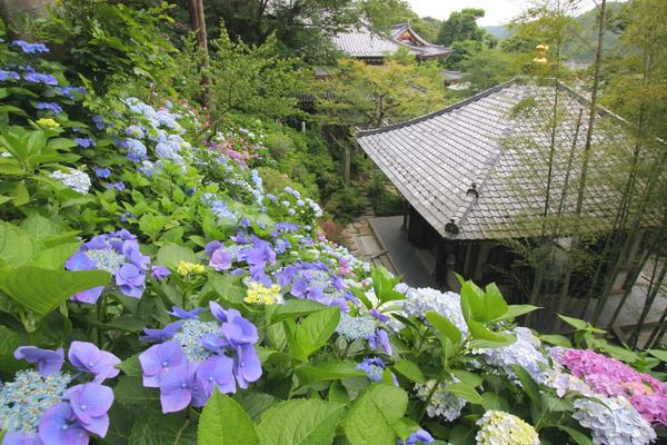 【神奈川県鎌倉市】鎌倉長谷寺のあじさい鑑賞を快適に楽しめる「あじさい券」をチェック！ネット予約も