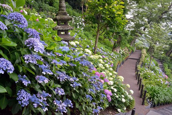 【神奈川県鎌倉市】鎌倉長谷寺のあじさい鑑賞を快適に楽しめる「あじさい券」をチェック！ネット予約も