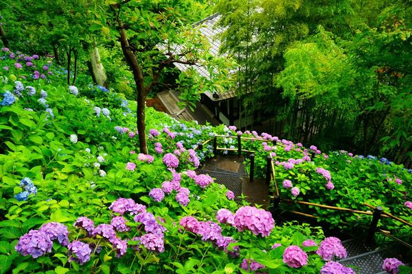 【神奈川県鎌倉市】鎌倉長谷寺のあじさい鑑賞を快適に楽しめる「あじさい券」をチェック！ネット予約も