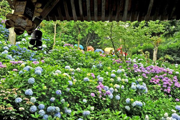 【神奈川県鎌倉市】鎌倉長谷寺のあじさい鑑賞を快適に楽しめる「あじさい券」をチェック！ネット予約も