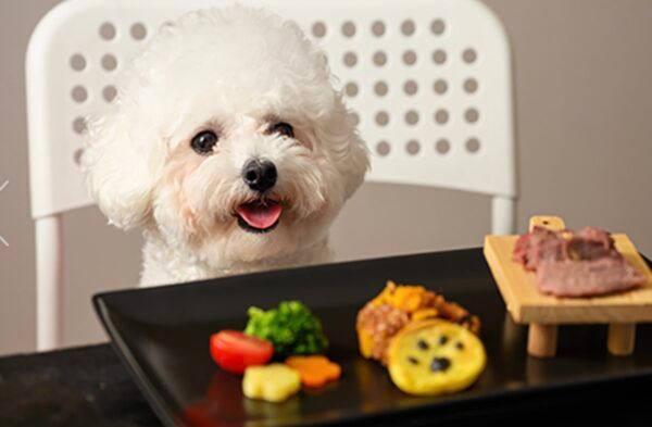 ペット向けのウェルネス施設「Besties Tokyo」が「愛犬と叶えたい夢」を募集中！