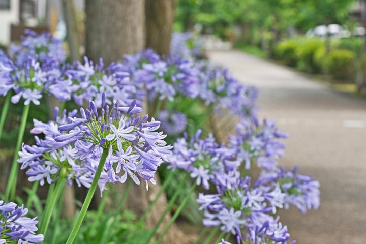 チューリップのあと、何を植える？来年も楽しめる、初夏に咲く球根植物8選