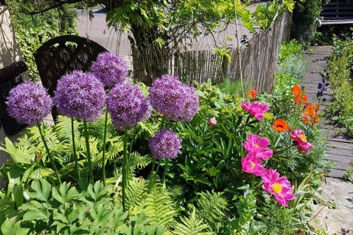多年草のシャクヤクと咲く球根植物のアリウム