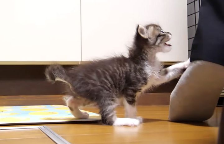 ご飯が食べたい子猫