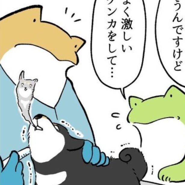 柴犬兄妹のケンカ多い問題相談してみた結果 ユウコトリトリ(@yuko_toritori)