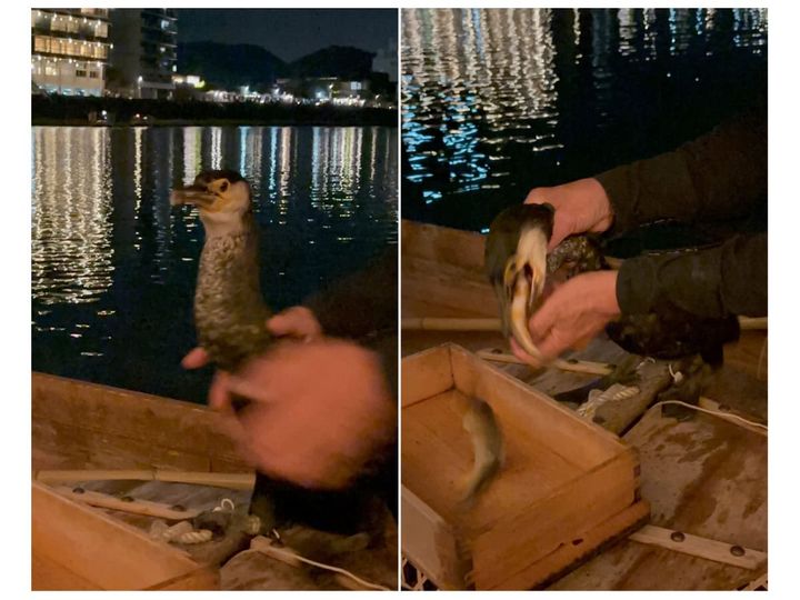鮎を飲み込み、鵜匠さんの合図で吐き出す鵜