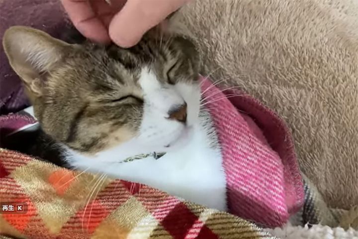 飼い主さんになでられてうれしそうな猫さん。幸せな気持ちが伝わってくる～！！