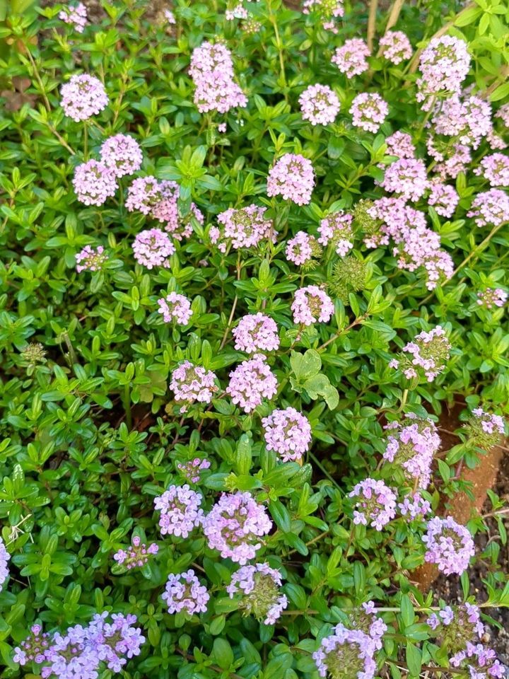 畑っぽさを隠したお花畑ガーデニング！