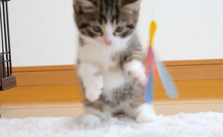 オモチャで遊ぶ子猫