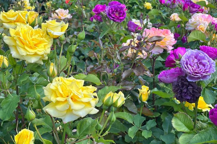バラ選びで迷ったら「花形」から。高芯咲き〜ポンポン咲き6タイプの特徴と見分け方【ガーデニング】
