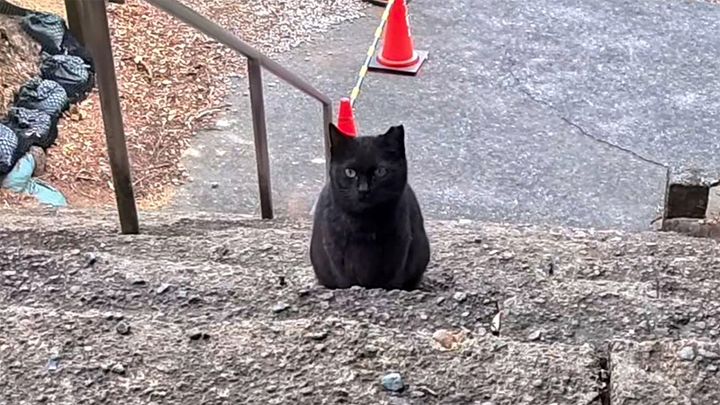 神社の階段で出会った猫