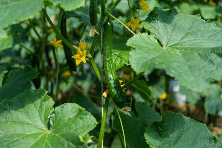 【ガーデニングQ&A】キュウリの花が散ってしまい、実つきが悪い。収穫量を増やすには？