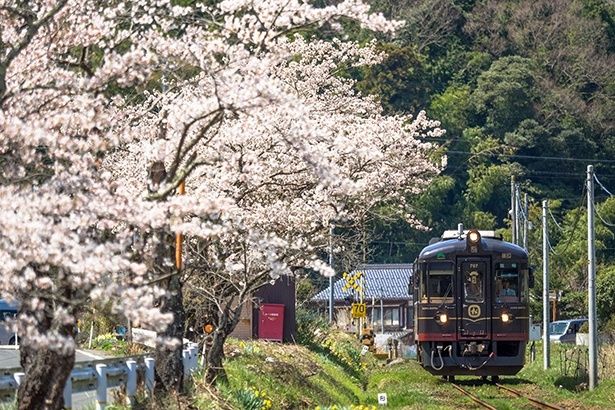 四所〜東雲間を走る丹後くろまつ号と沿線の桜 提供：WILLER TRAINS(京都丹後鉄道)