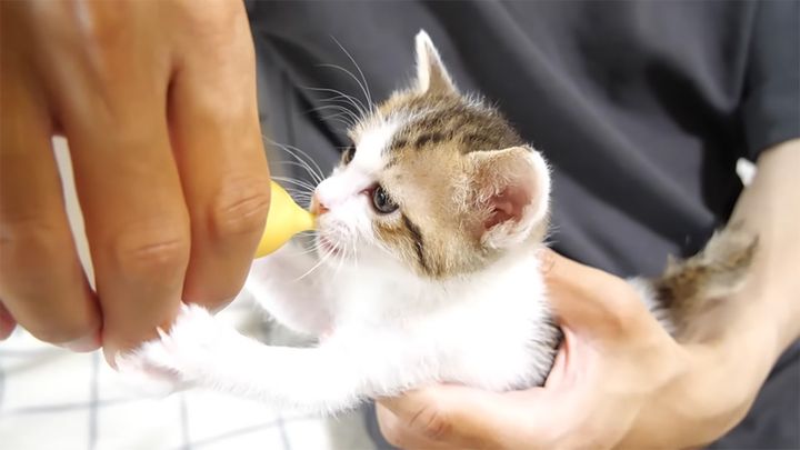ミルクを飲む子猫