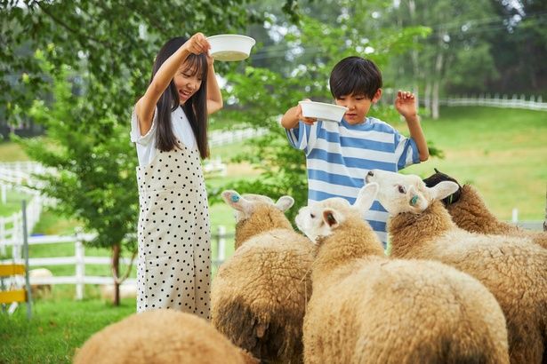 「ひつじのふれあい」は7月18日(土)～10月12日(祝)の土日祝に開催。1人600円