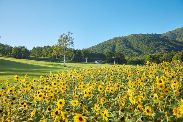 日の光をいっぱいに浴びたたくさんのヒマワリが咲き誇る。季節の花に囲まれての散歩は、心身のリラックスにぴったり