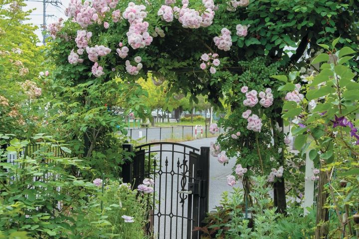 【個人庭訪問】バラ200株から70株に。現在はアジサイ40株が存在感を放つ埼玉・鈴木明美さんの庭