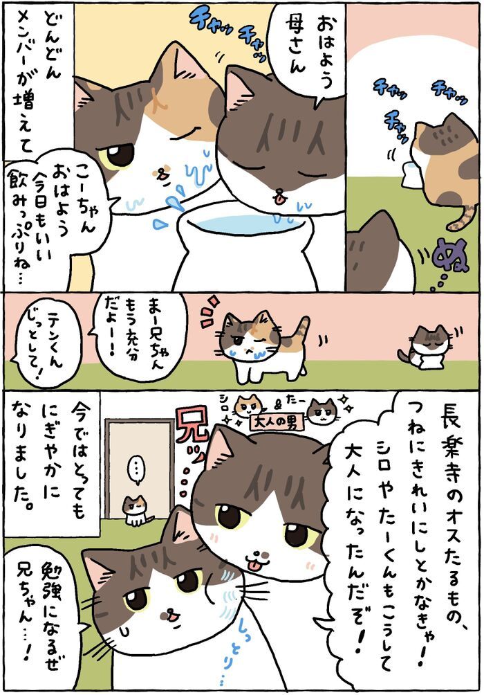 私たちはいつでもココで待ってるわ。【てらねこミー子の日常】