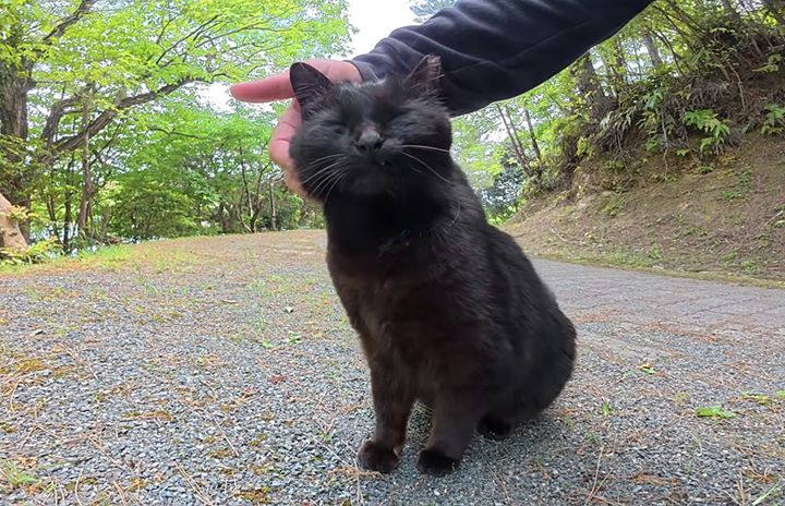 ナデナデされる猫