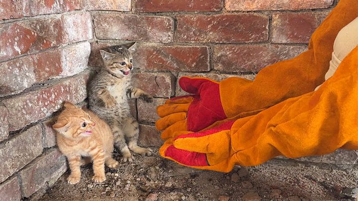 怯えて威嚇する子猫達