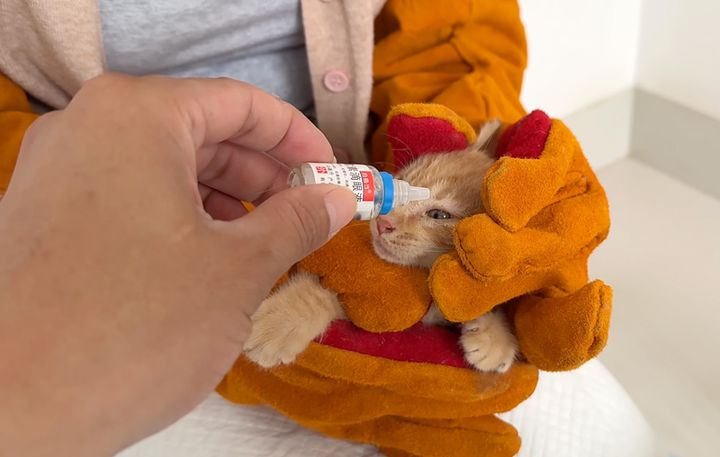 目薬をさす子猫